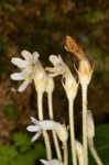 Oneflowered broomrape